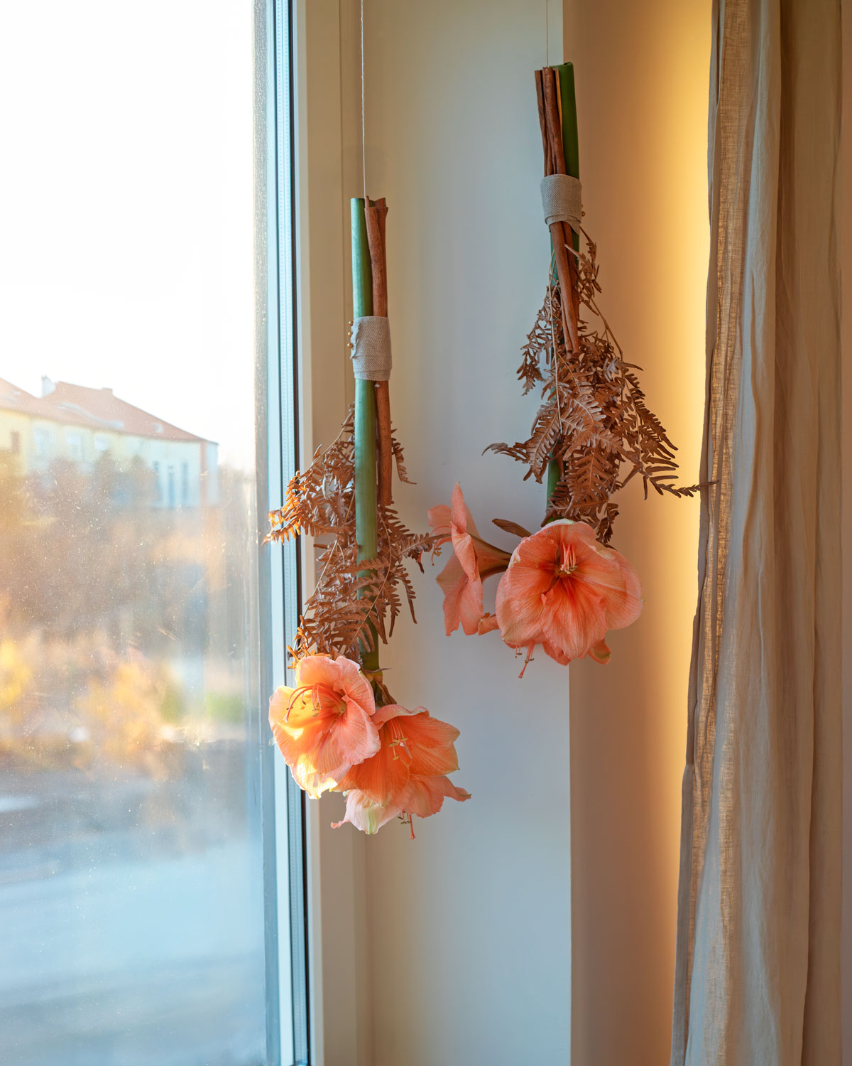 Amaryllis-aprikos-hängande-fönster.jpg
