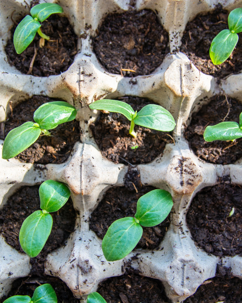 Ta vara på solrosens frön Förså 1.jpg